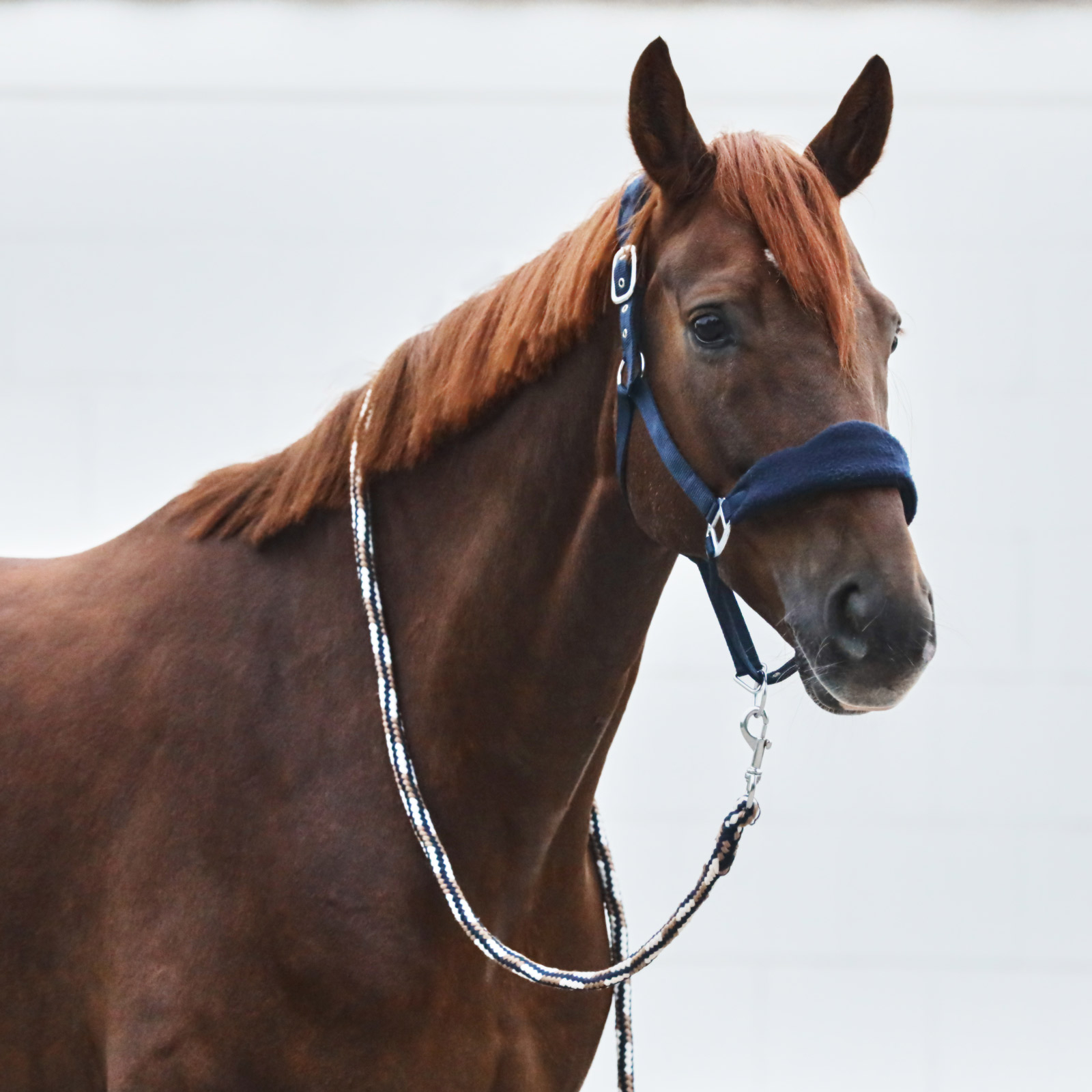 Horze Kiel riimu fleecepehmusteilla