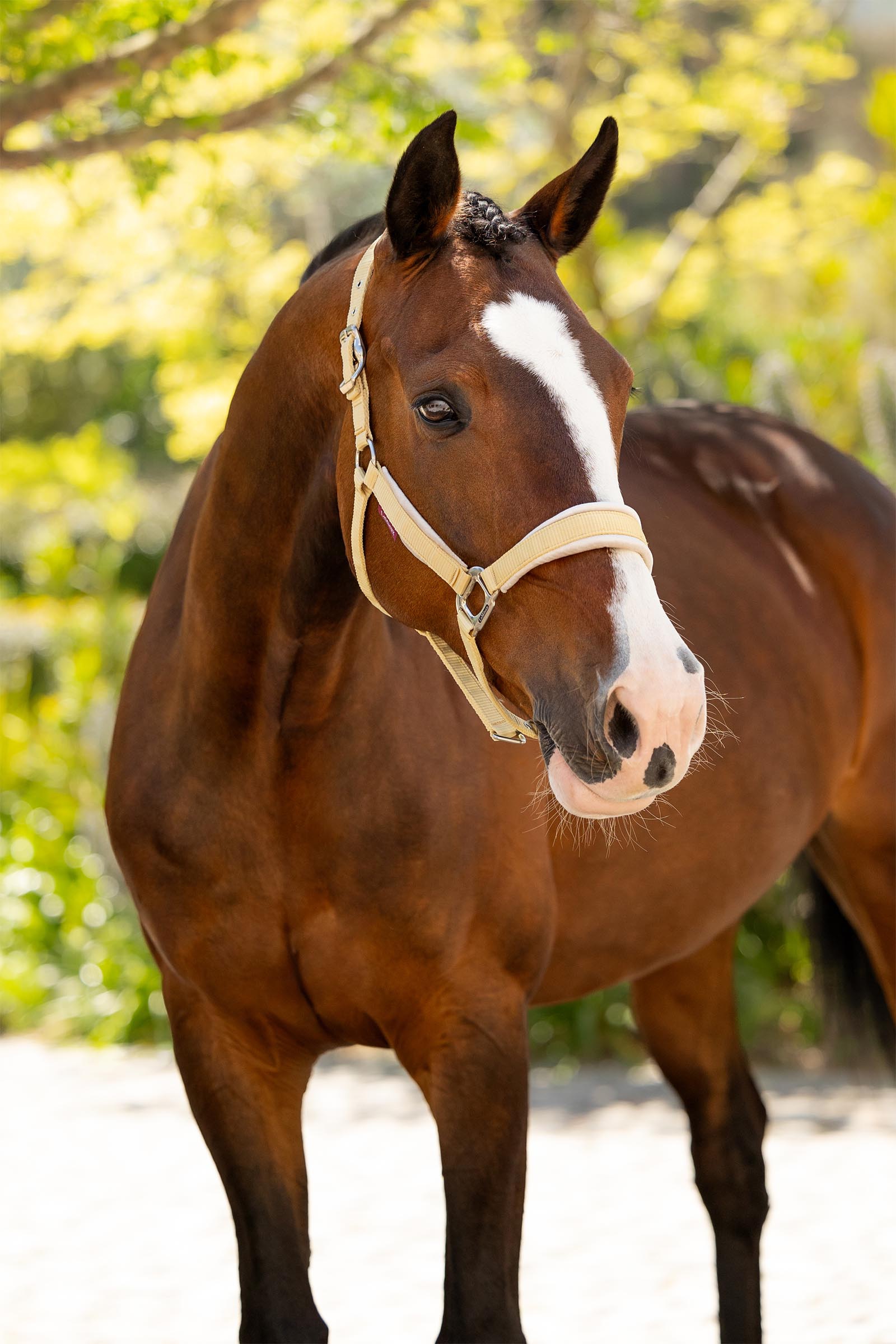 LeMieux Versailles riimu