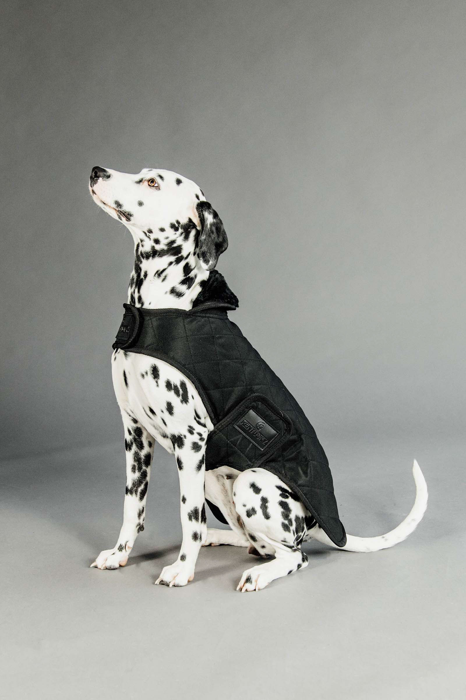Black/Black Kentucky Dogwear koiran takki