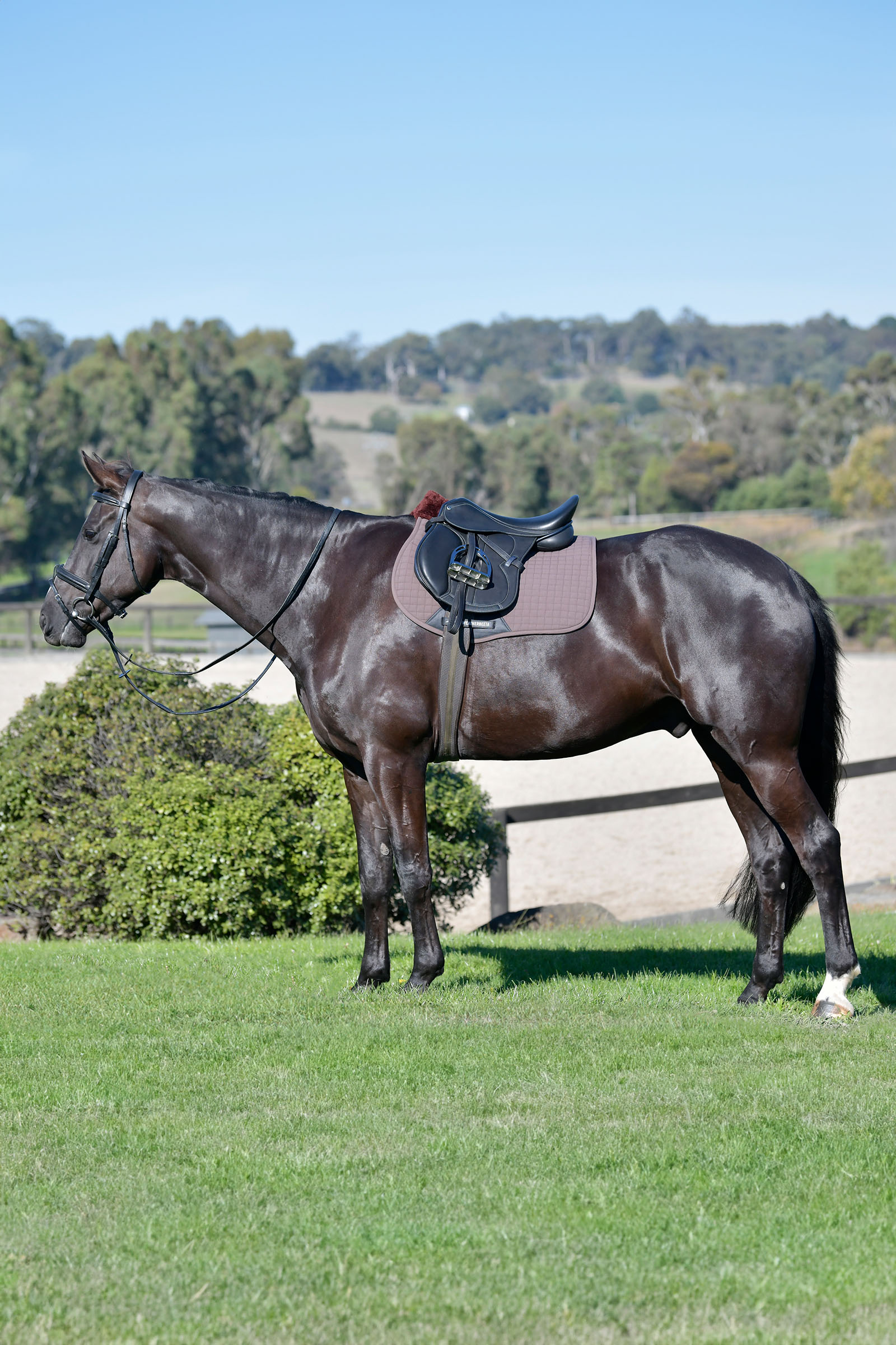 Weatherbeeta Prime Comfy Fleece satulahuopa