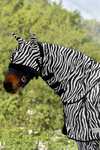 Waldhausen Zebra kärpässuojakaulakappale