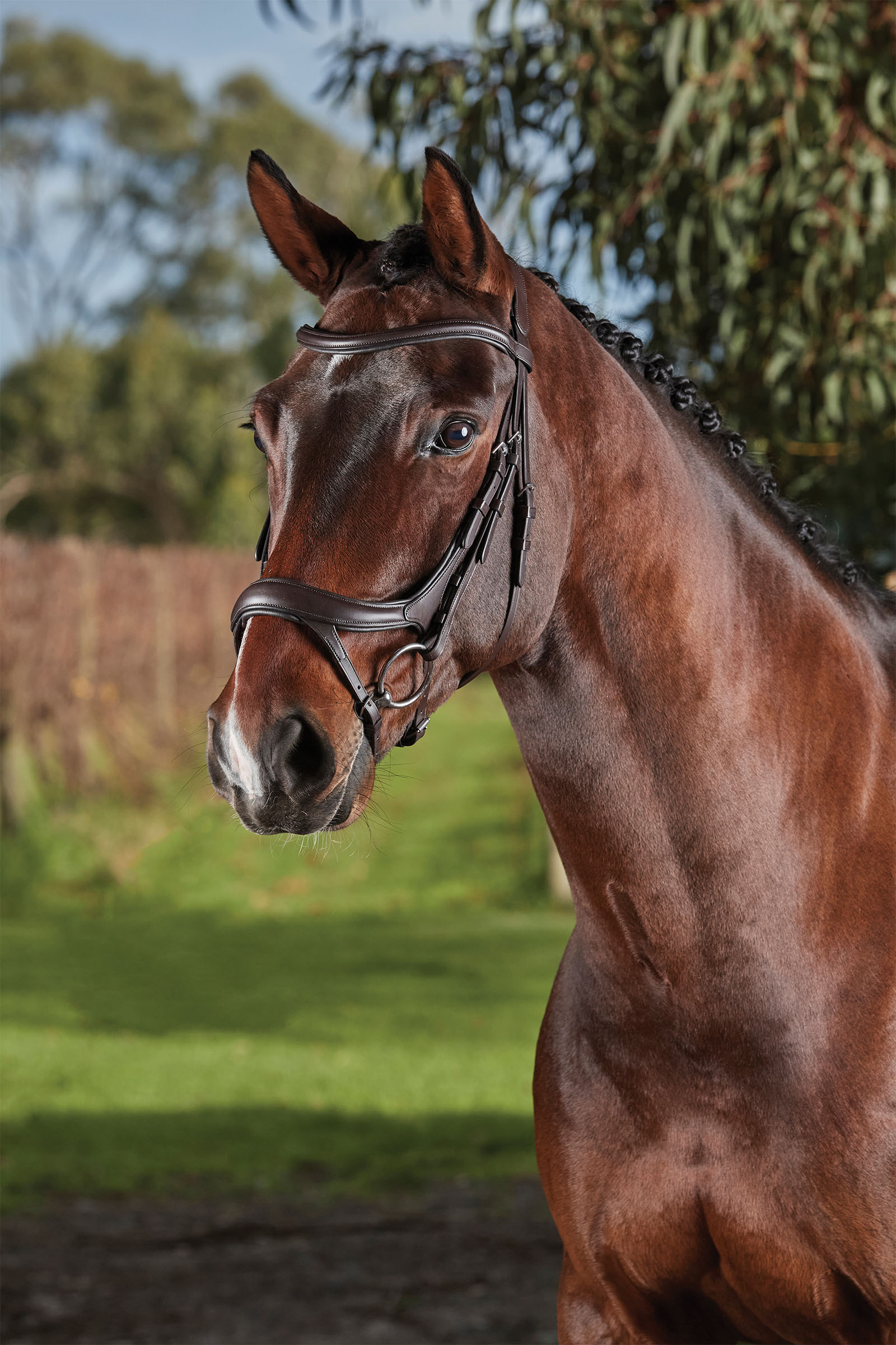 Collegiate Comfitec Vogue anatomisch gevormd hoofdstel