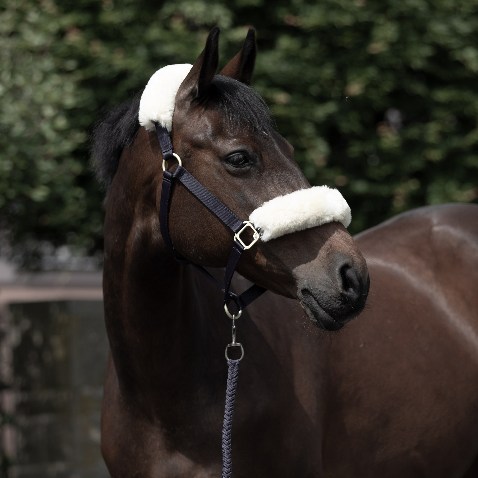 B Vertigo Laurier riimu lampaankarvalla