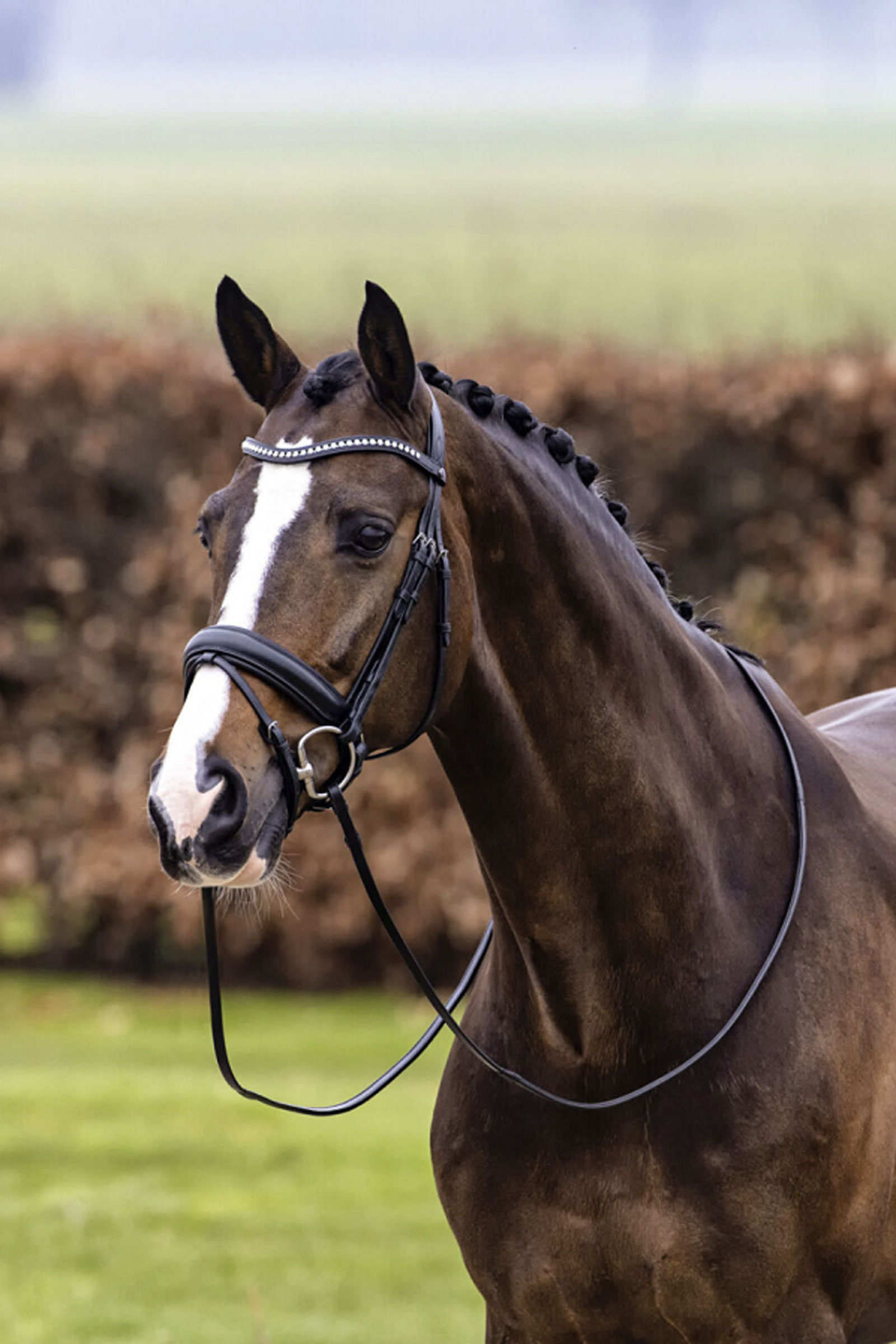 Trust Equestrian Verden Large Nen&auml;nauha Bridle
