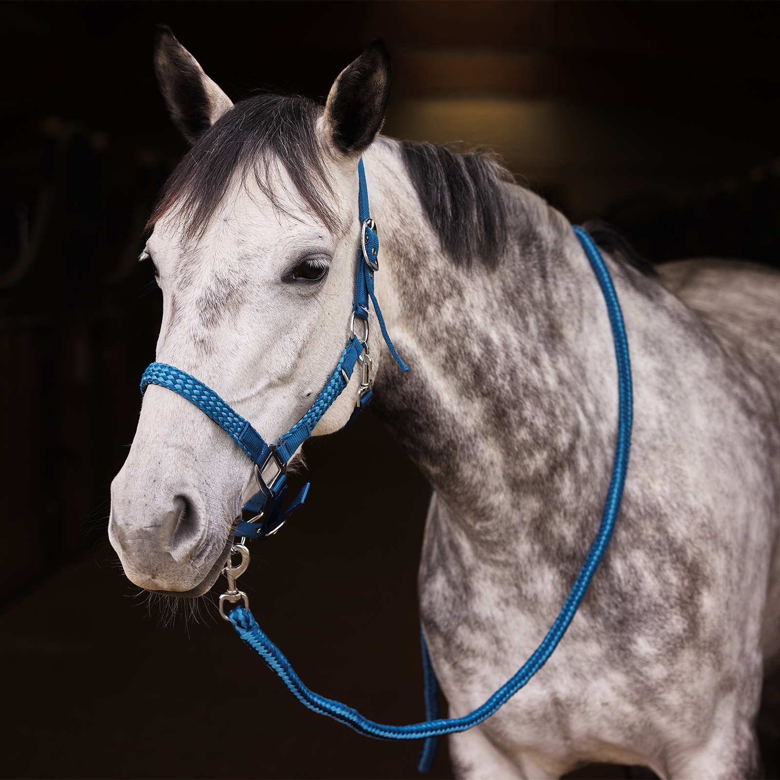 Horze Chicago riimu ja riimunnaru