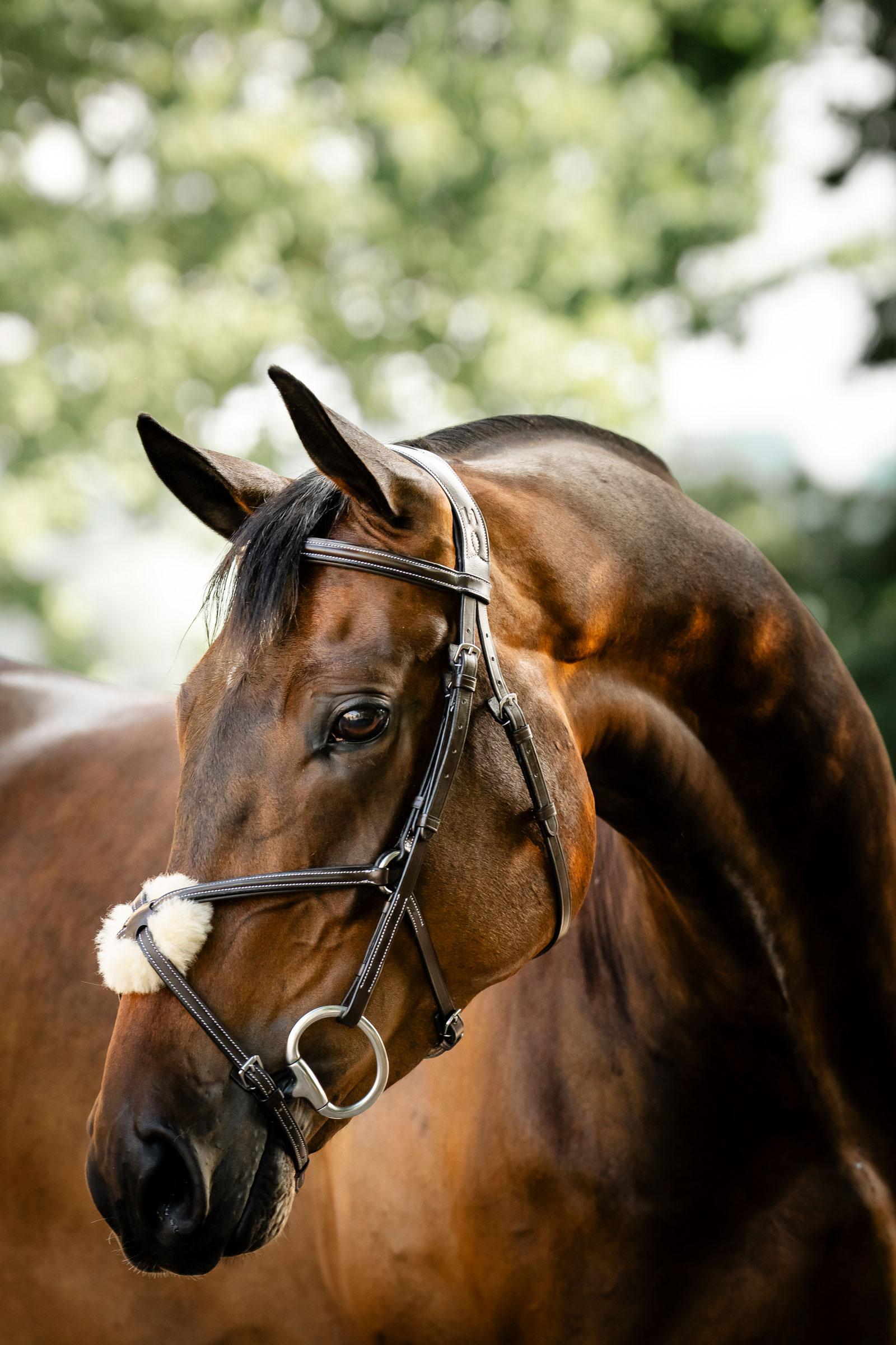 Horseware suitset kahdeksikkoturparemmill&auml;