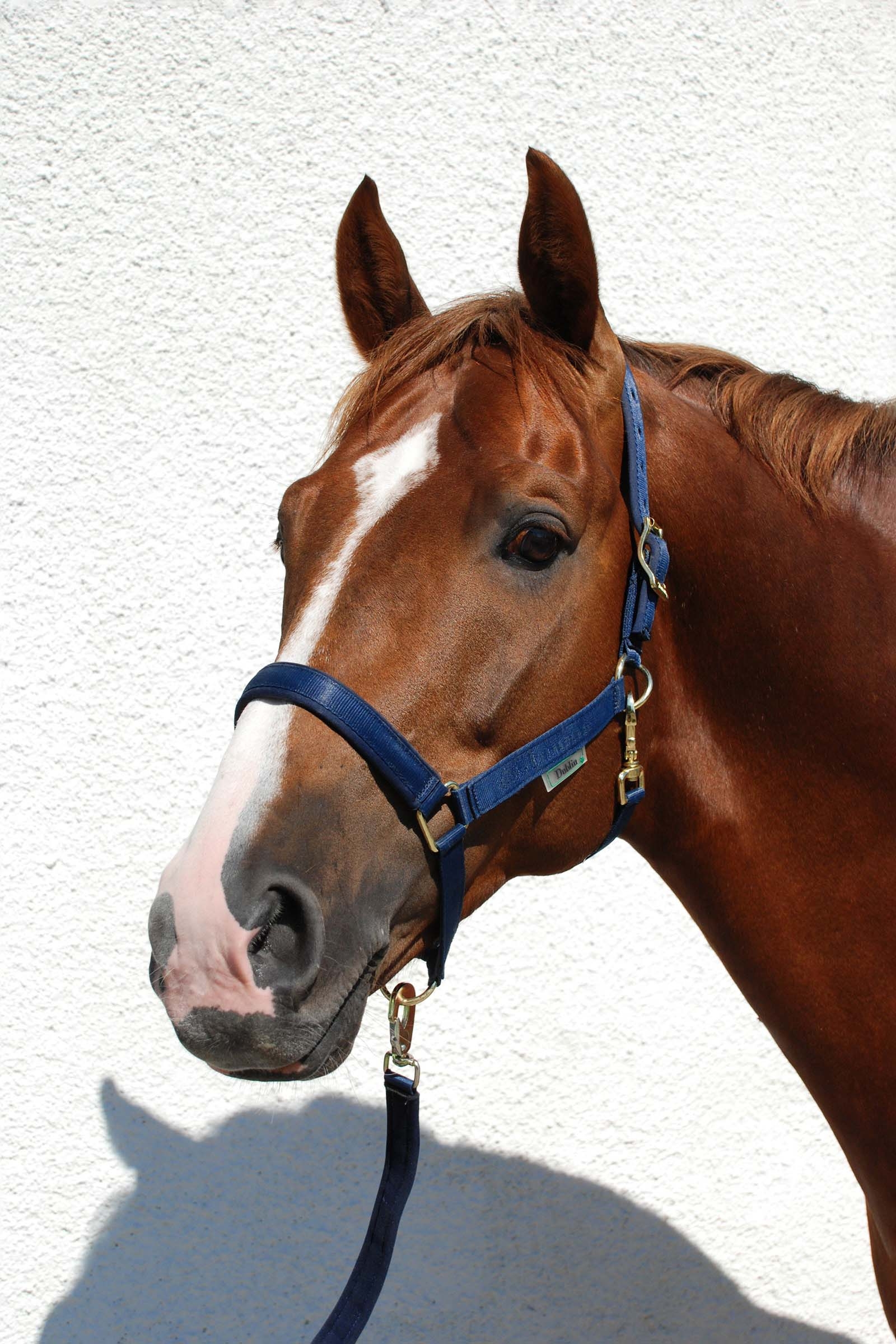 Dark Blue/Dark Blue Bucas Dublin Luxury pehmustettu riimu