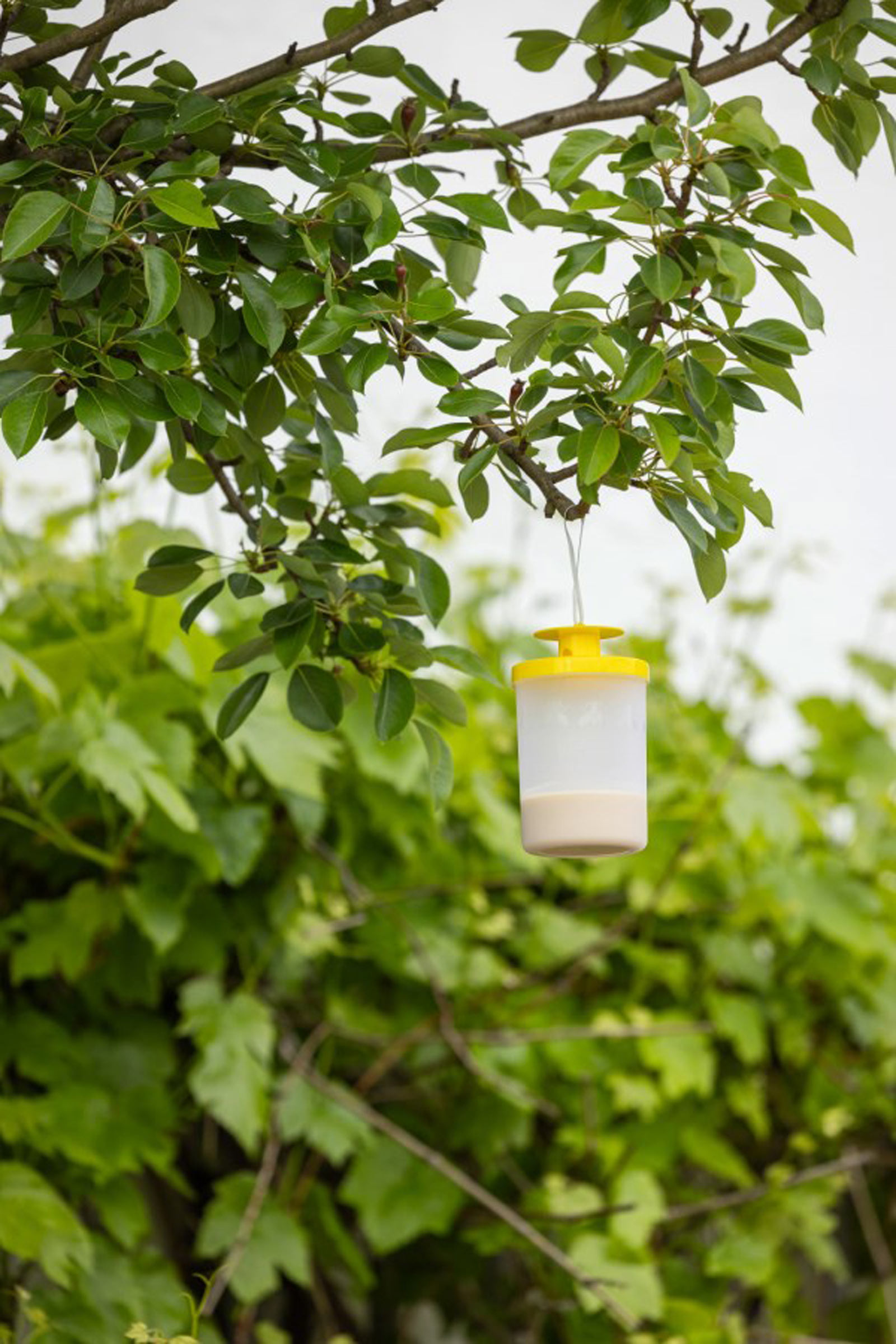 cit FlyCage3 k&auml;rp&auml;sansa, sis&auml;lt&auml;&auml; 25 g houkutinta