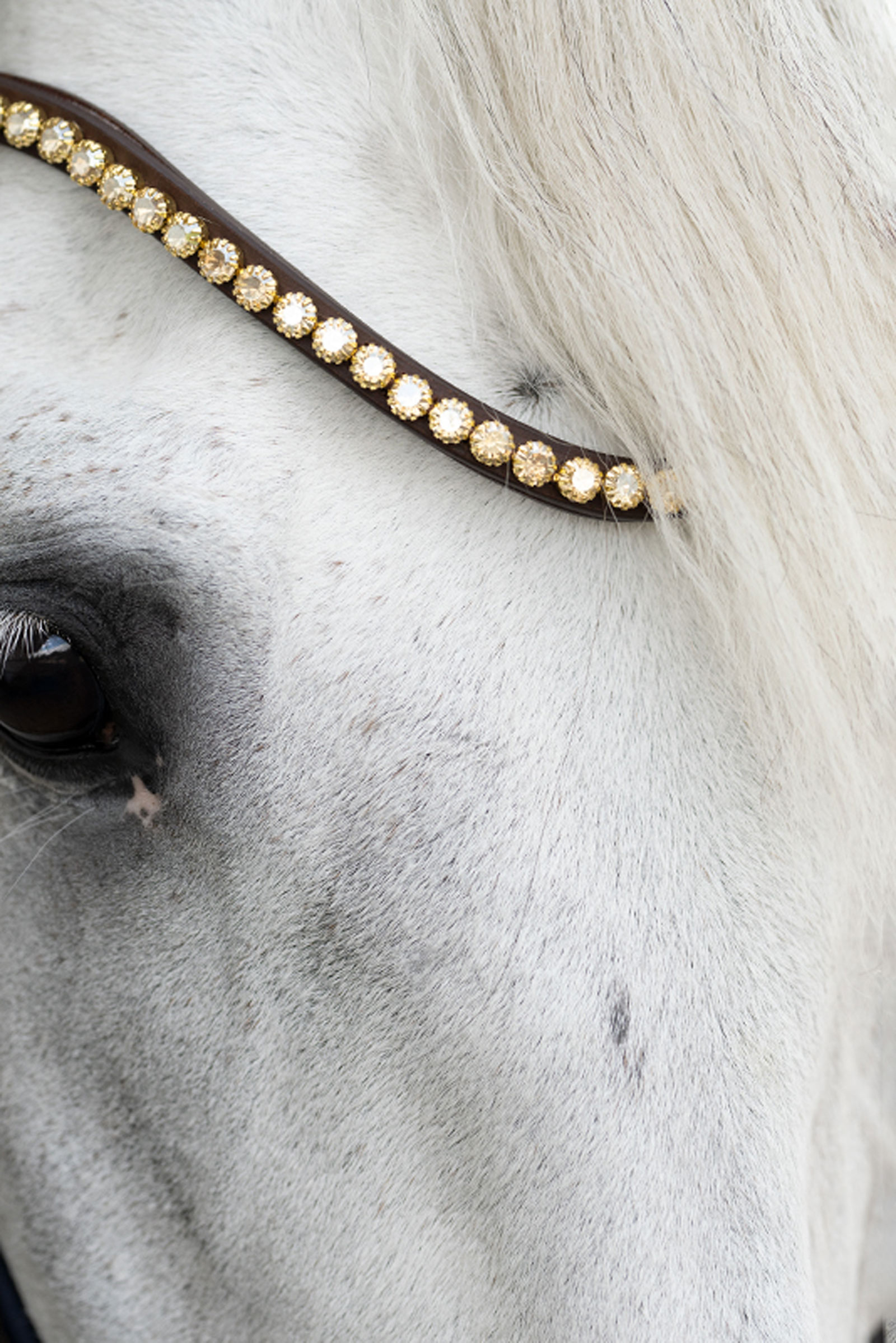 Kavalkade Caliano Englannin Kuolaimet