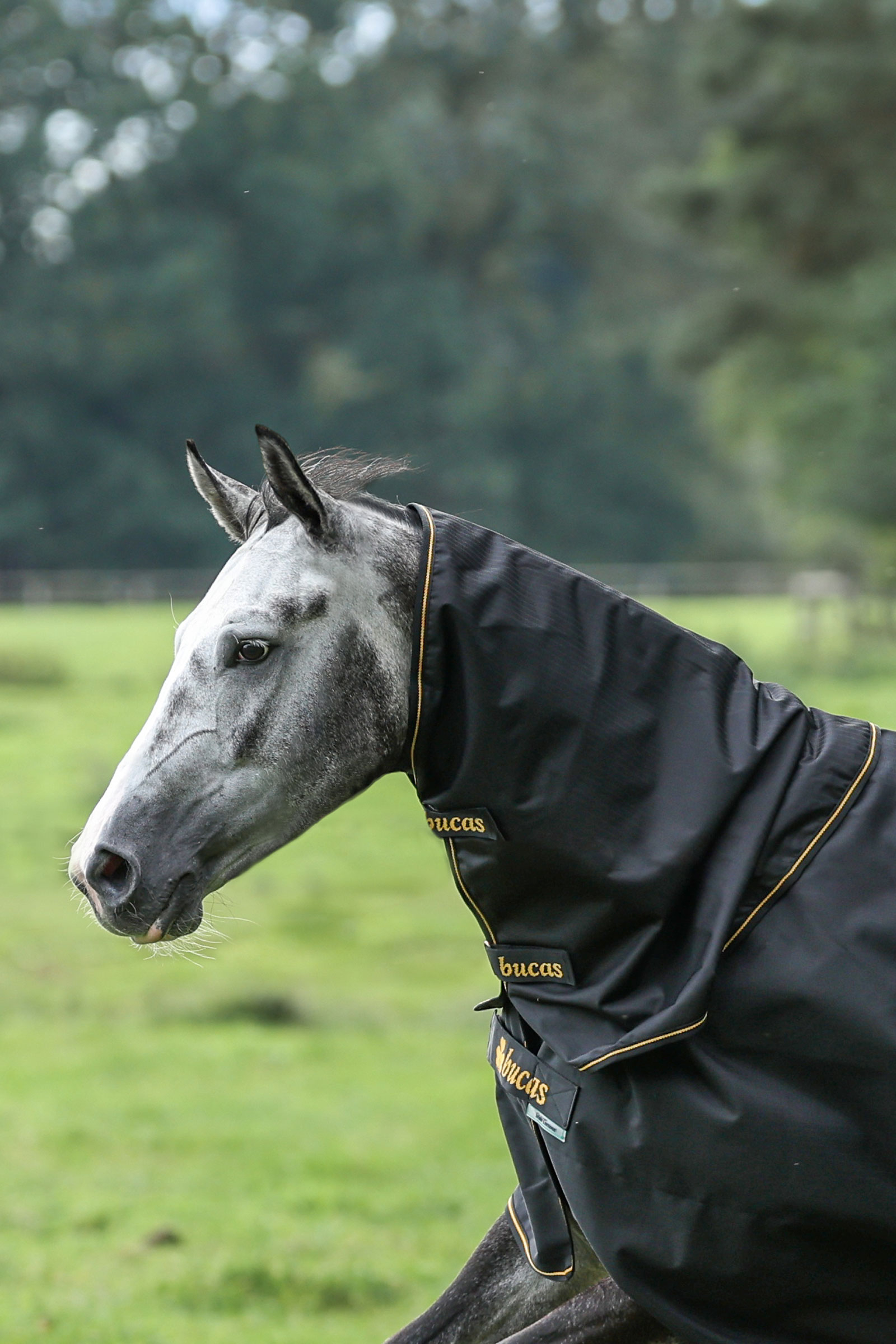 Bucas Irish Turnout kaulakappale, 0g