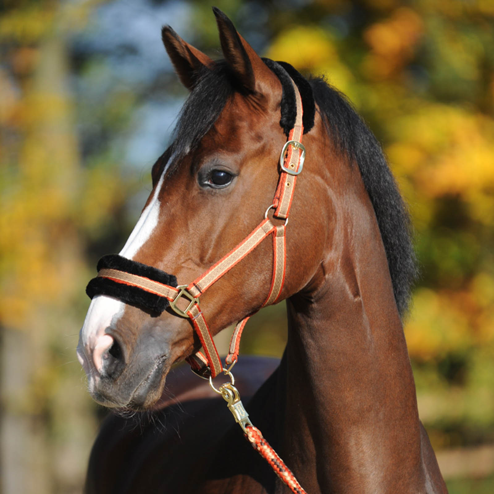 Kavalkade Gretchen riimu