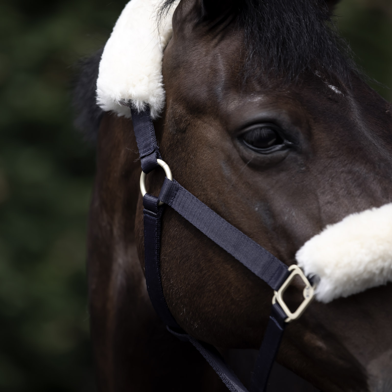 B Vertigo Laurier riimu lampaankarvalla