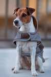 Kentucky Dogwear Dog Coat Reflective & Water Repellent -koiranloimi