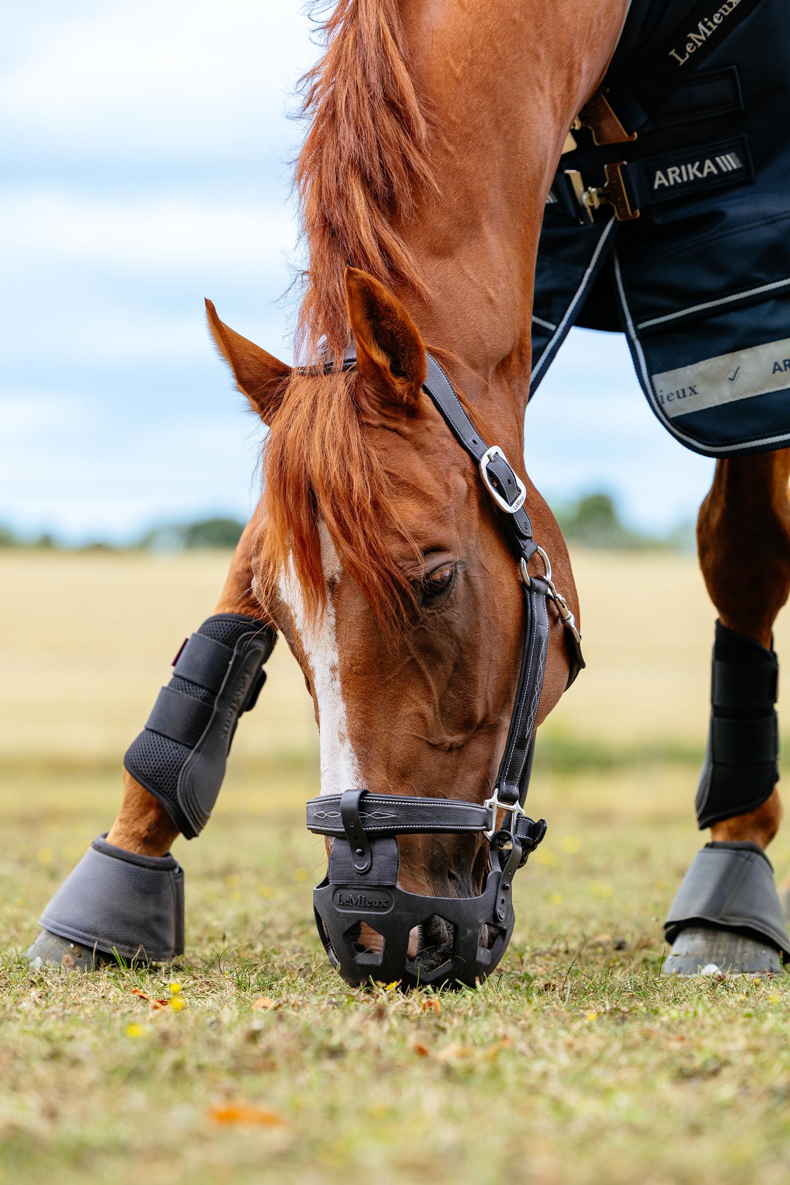 LeMieux Noma laidunnuskuonokoppa