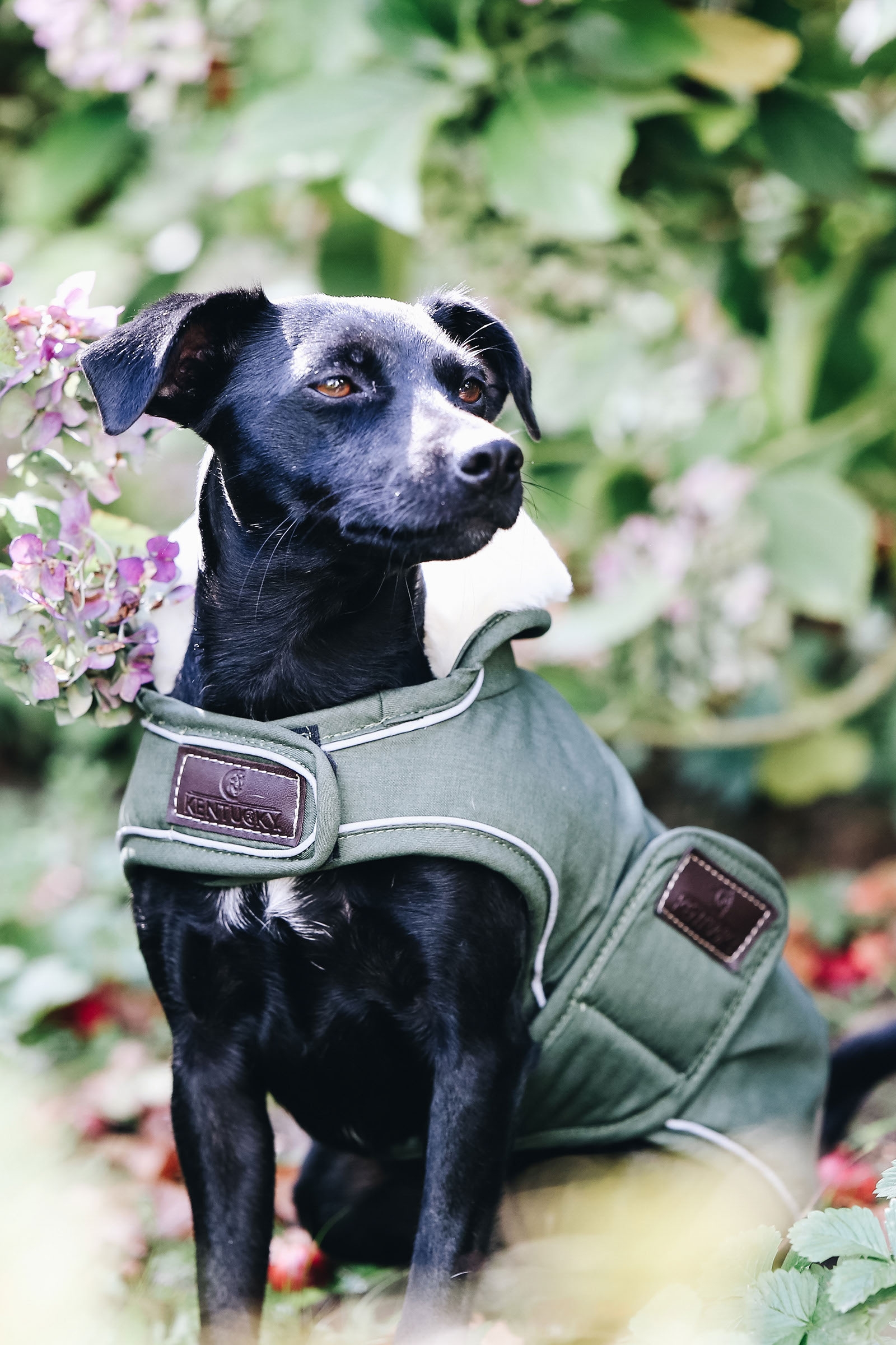 Kentucky Dogwear vedenpitävä koiranloimi