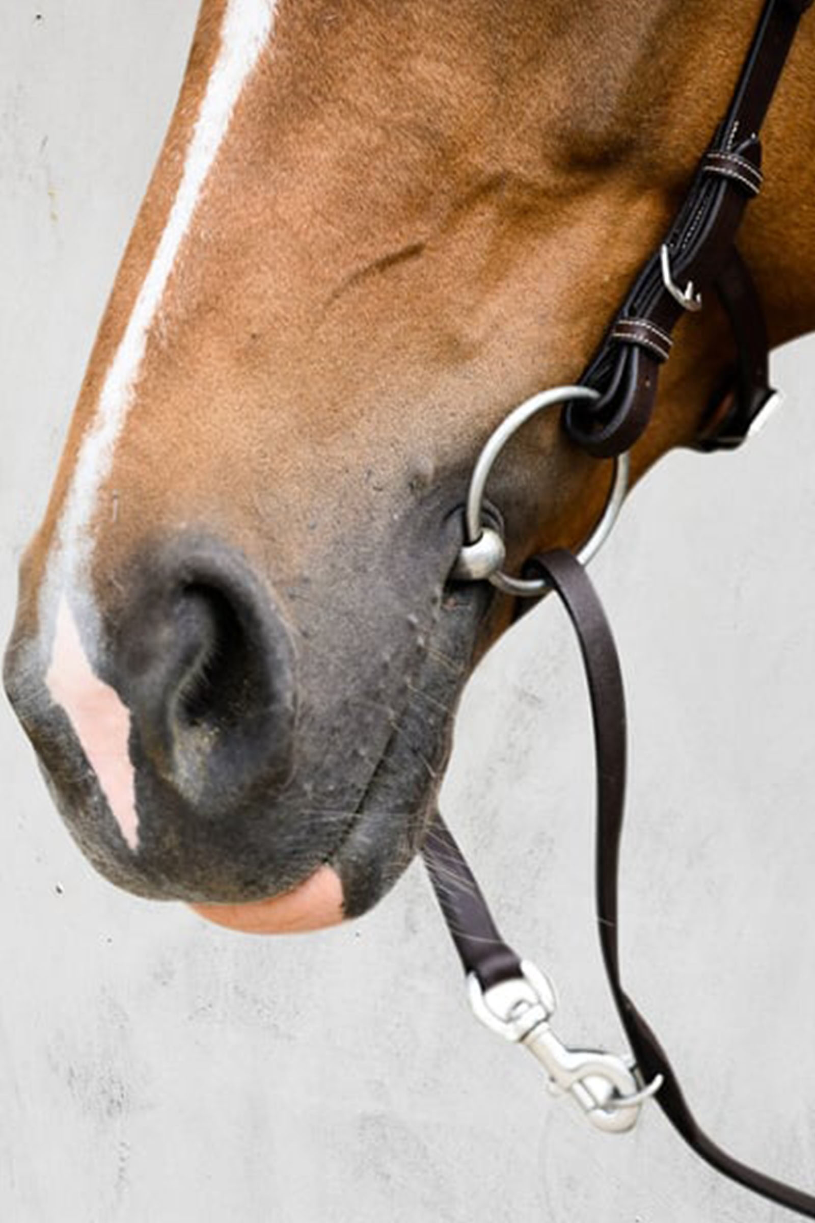 PS of Sweden Helsinki suitset