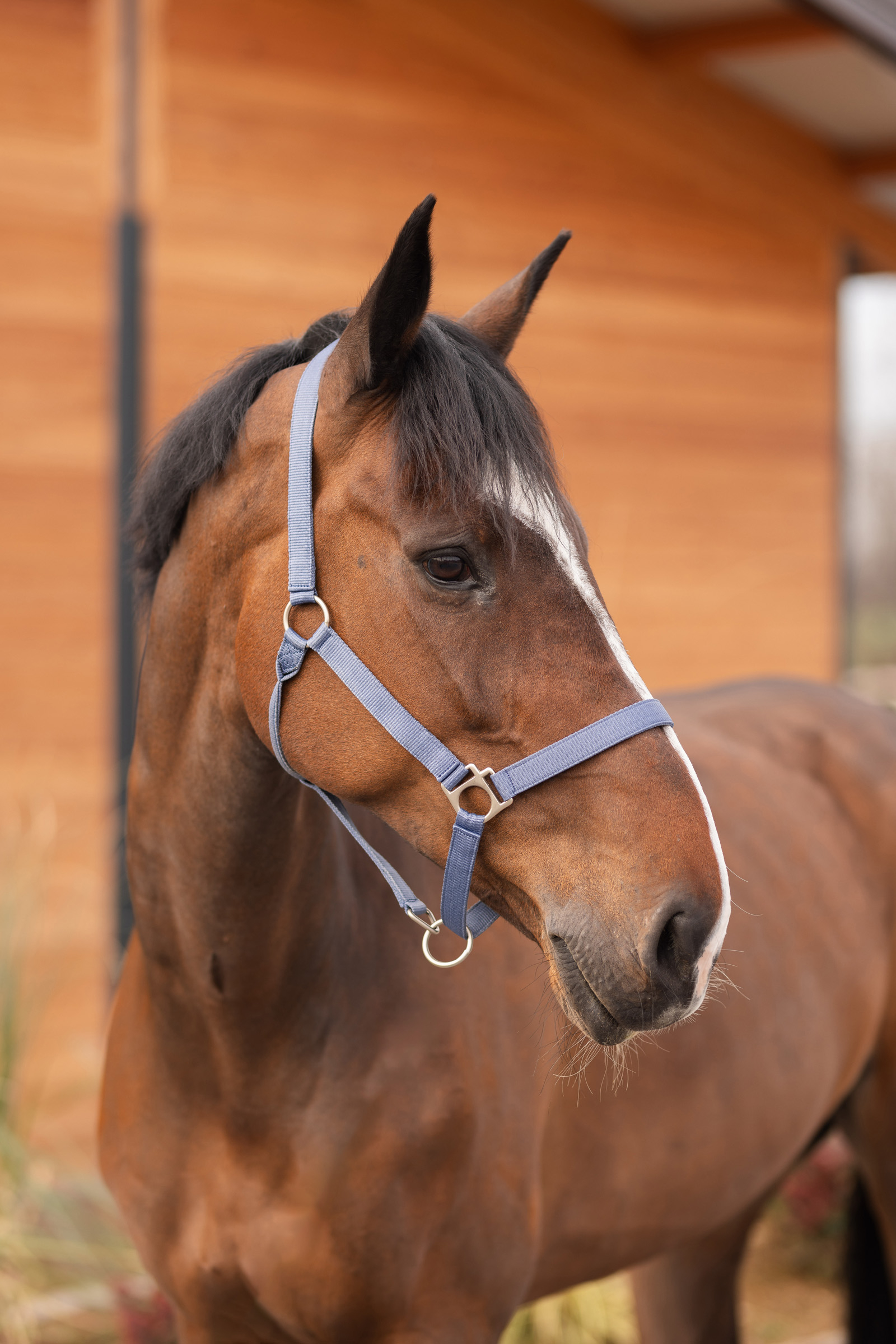 Horze Rose Tonique riimu