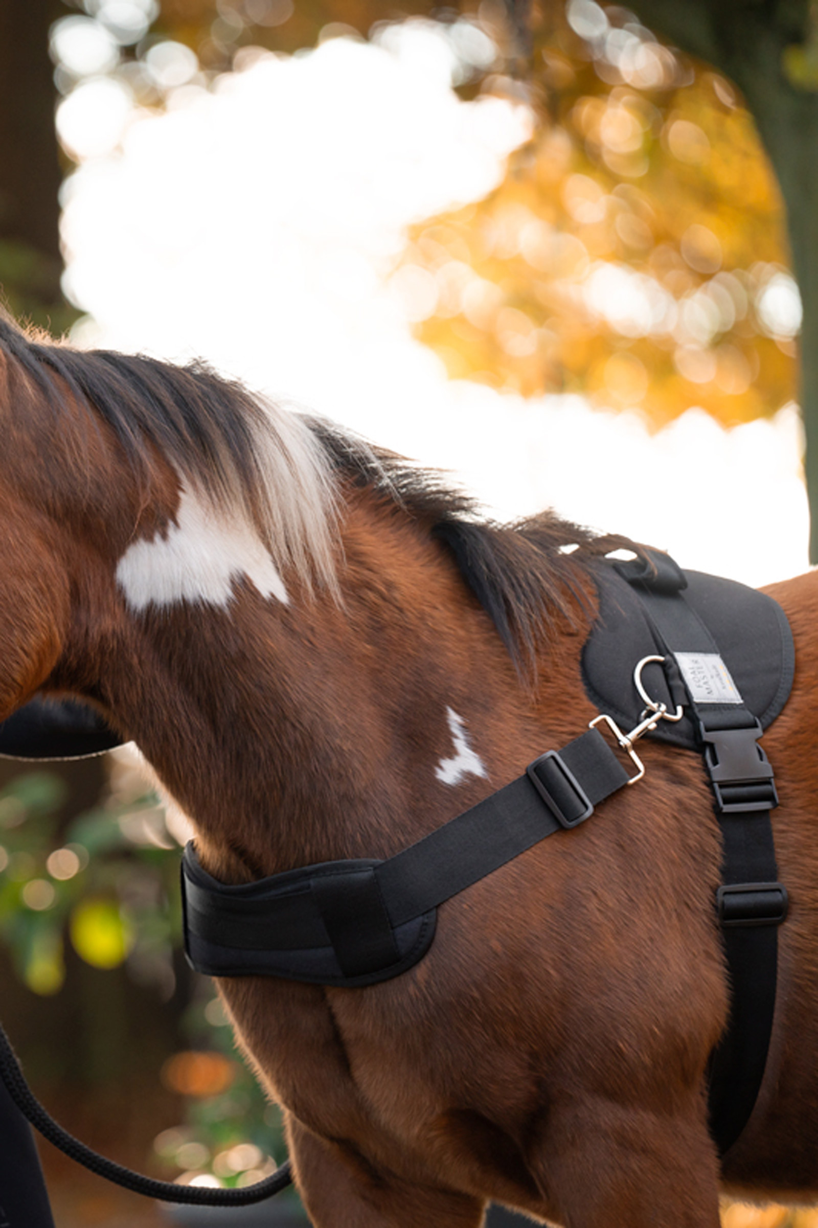 Kavalkade Foalmaster varsan valjaat kahvalla