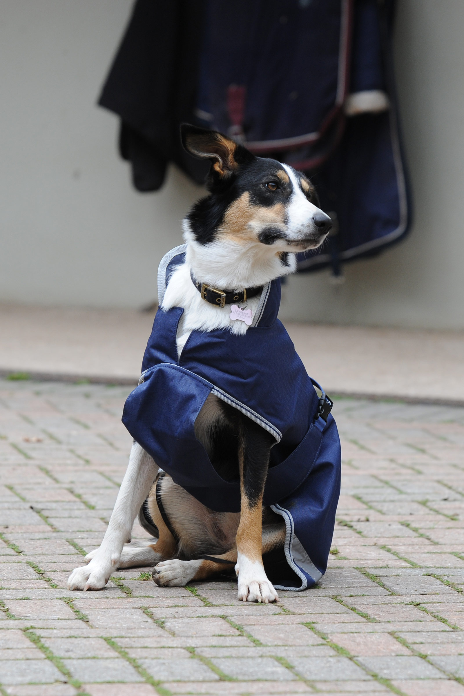 Bucas Freedom koiranloimi, 300g (50-75 cm)