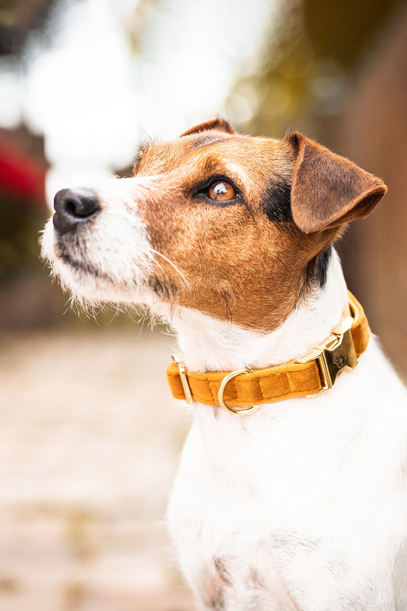 Maize Yellow Kentucky Dogwear Dog Collar Velvet -kaulapanta