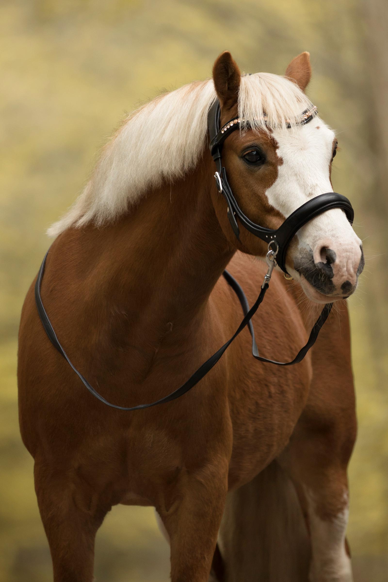 F.R.A. Freedom Riding Articles Rebecca Sidepull-suitset ohjilla (system 3)