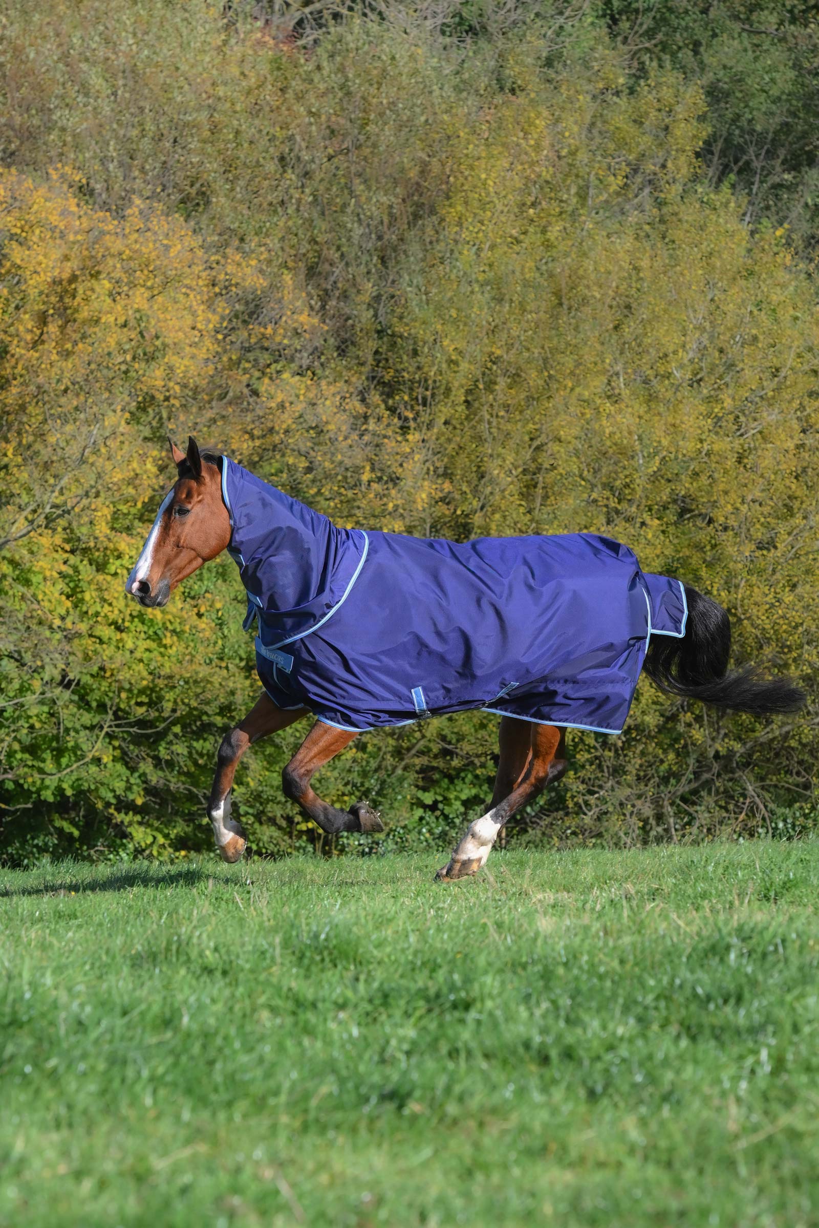 Bucas Atlantic Exclusive -loimi ja kaulakappale, 150 g