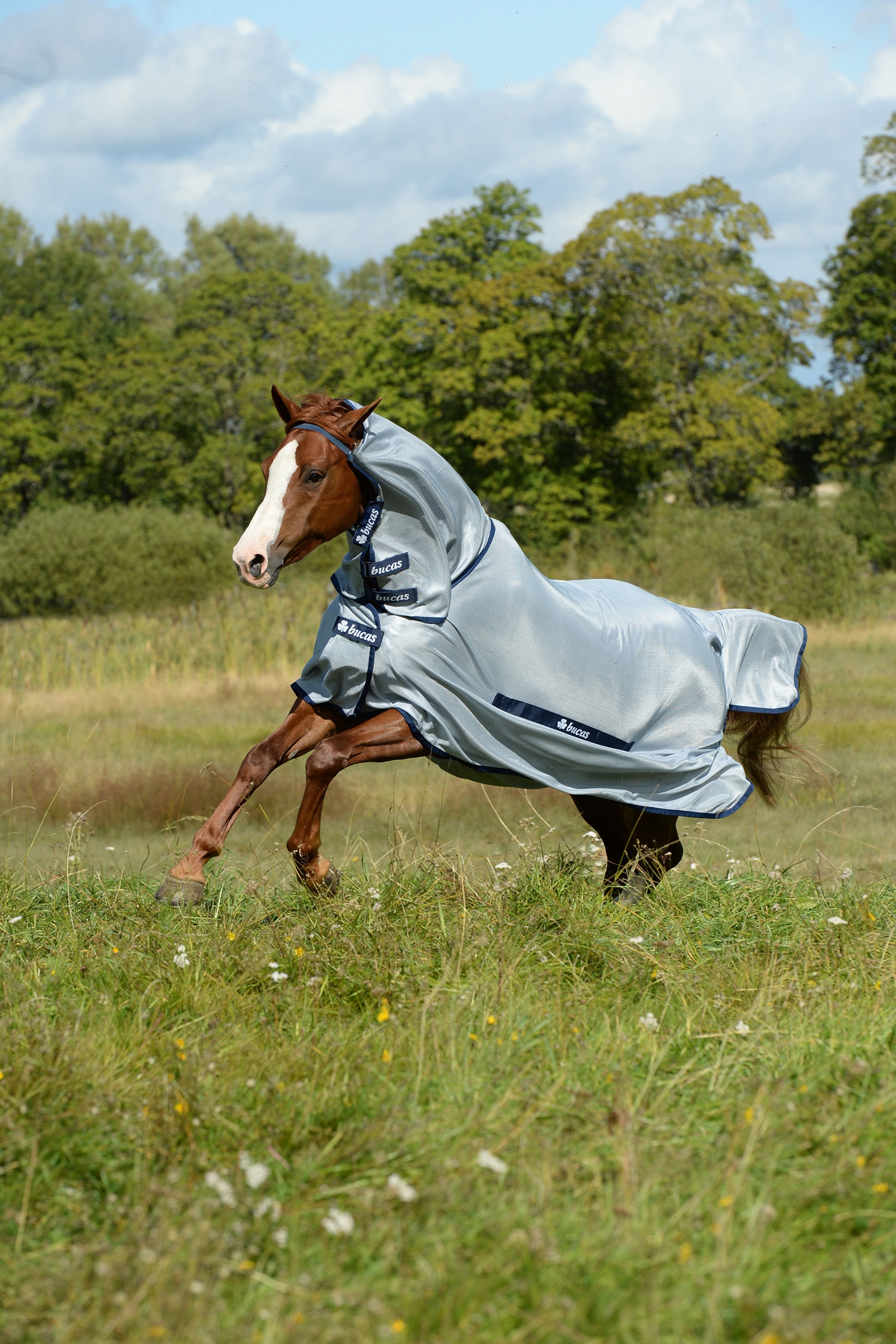 Buzz-Off loimi kaulakappaleella, ponikoko