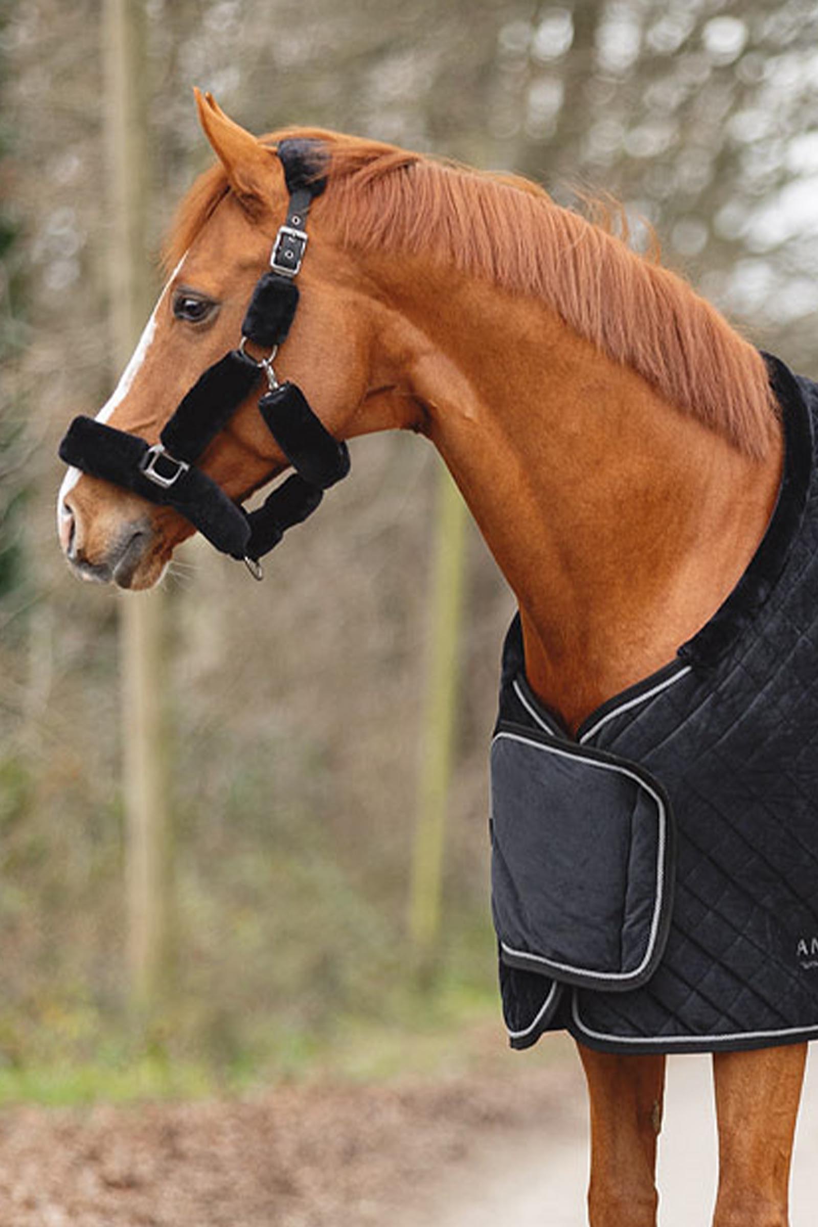 ANKY Victory Show Loimi 200 g