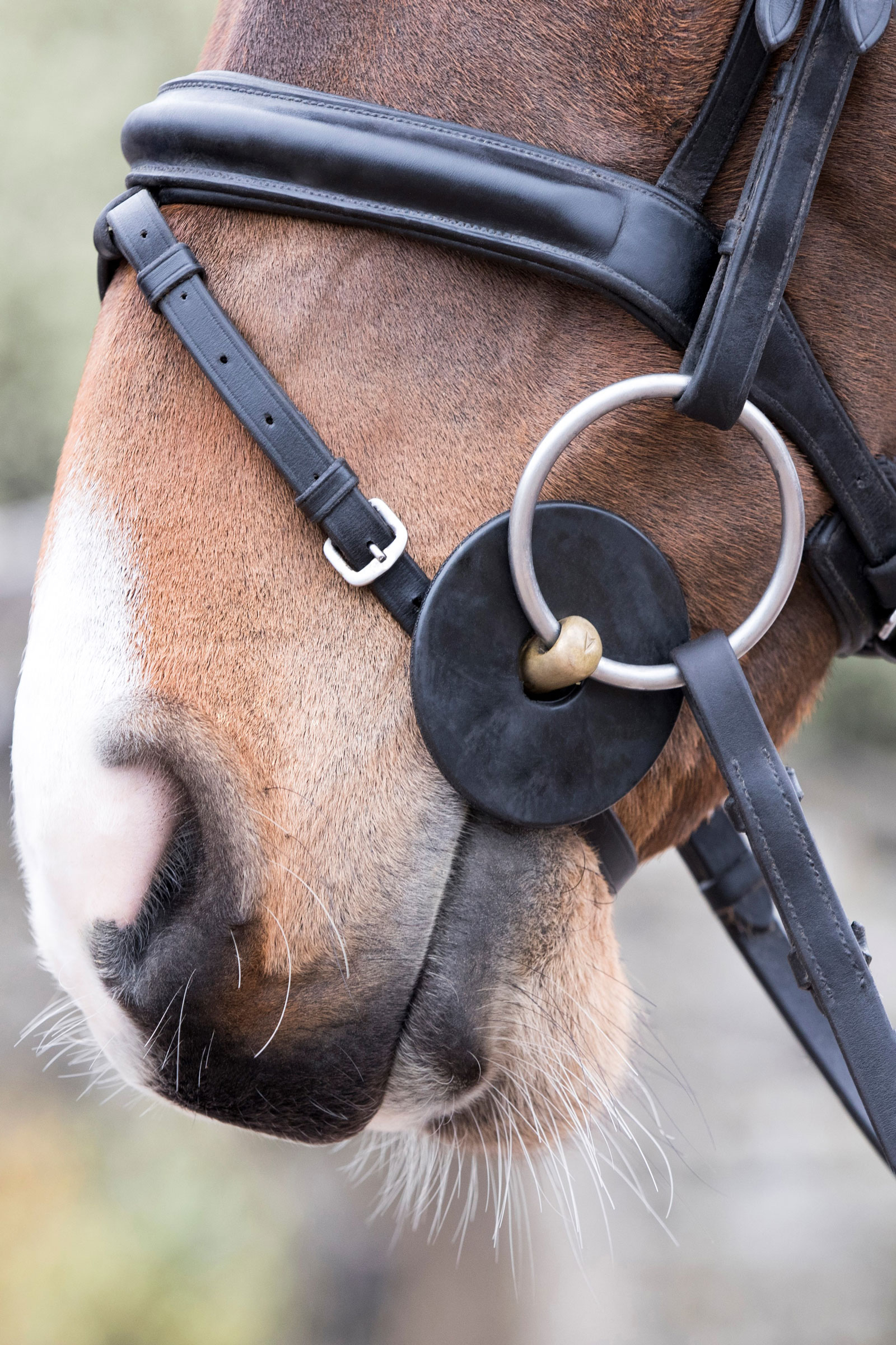 LeMieux silikoniset kuolaimen renkaat