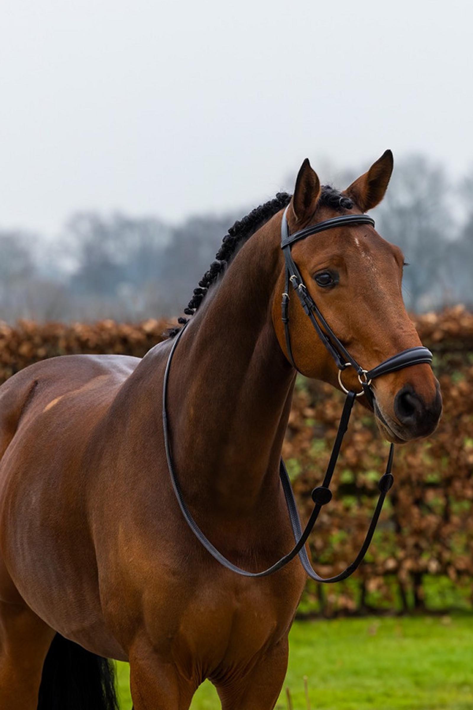 Trust Equestrian Rome Pudota nen&auml;nauha Bridle
