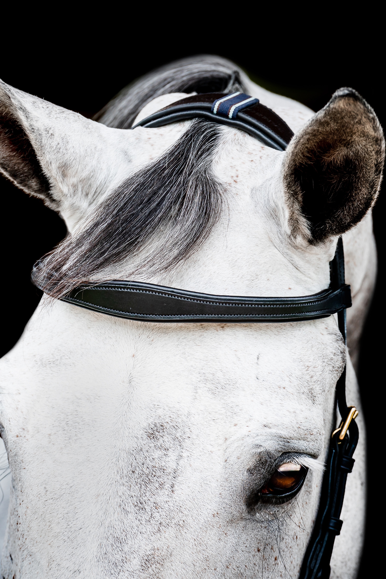 Horseware Micklem 2 Multi Suitset