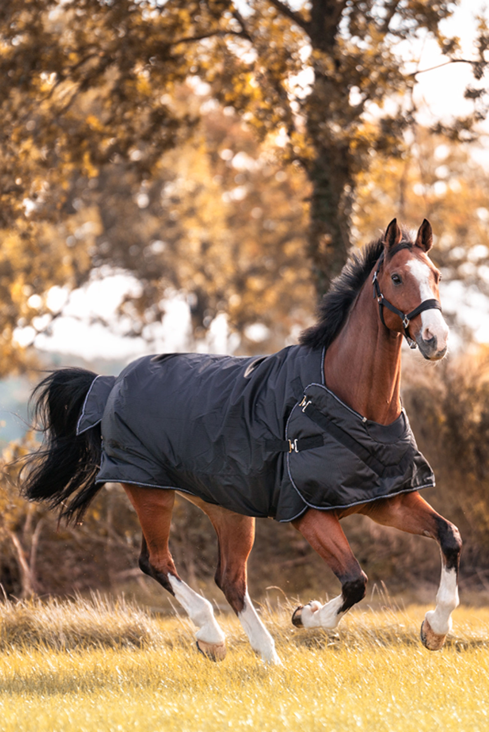 Kavalkade Halifax 2in1 Ulkoloimi ja Kävelytysloimi 50g