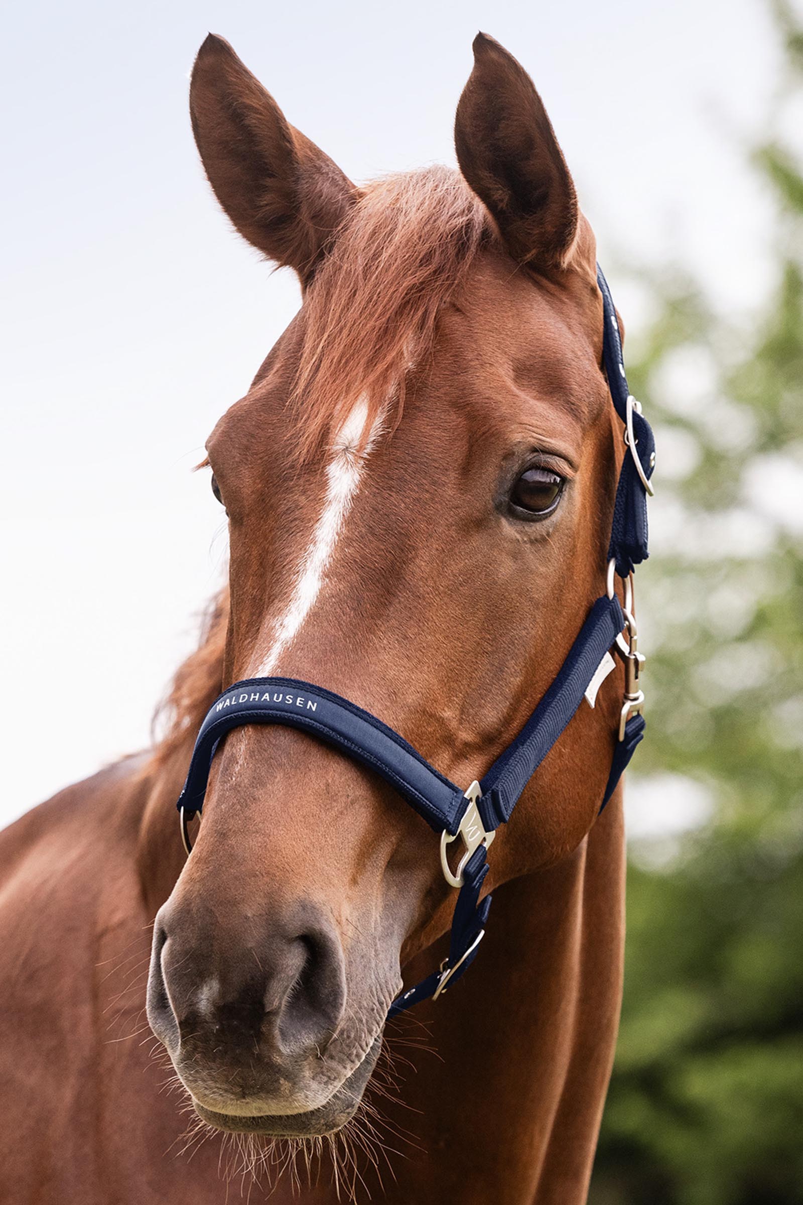 Waldhausen Athletic Riimu
