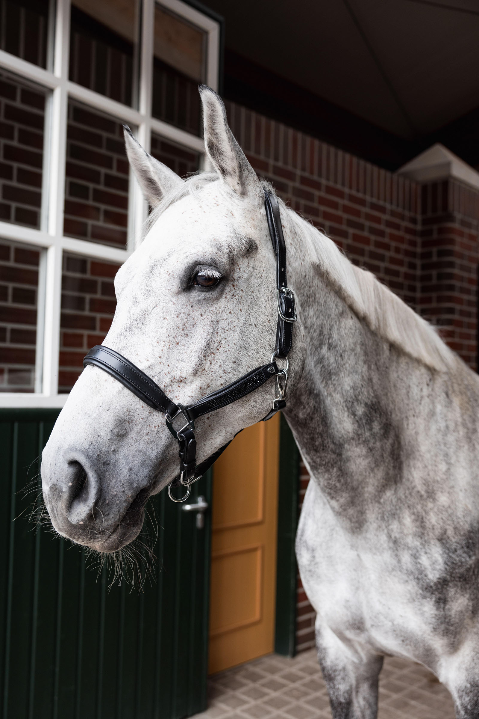 Horze Delémont nahkariimu