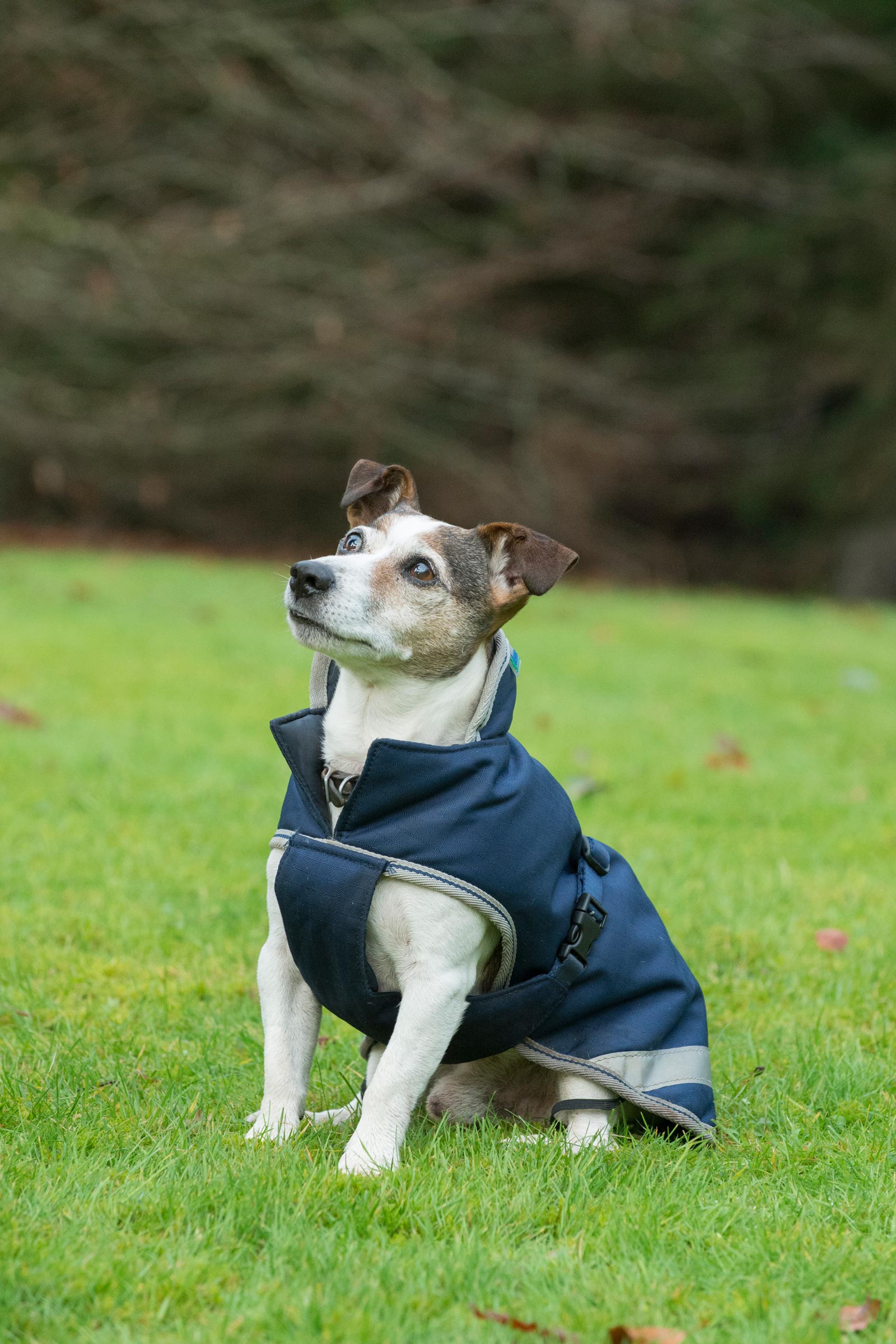 Bucas Freedom koiranloimi, 50g (30-45 cm)