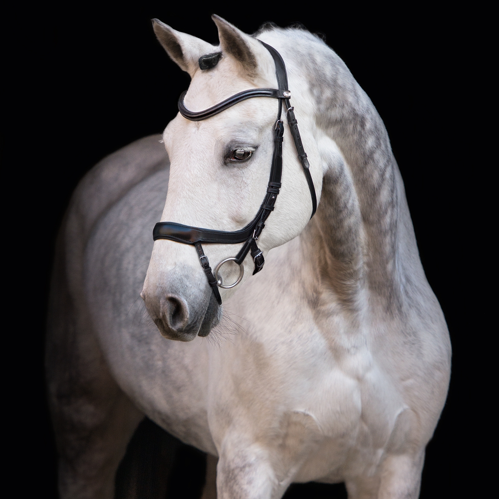 Schockemöhle Sports Equitus Alpha -suitset