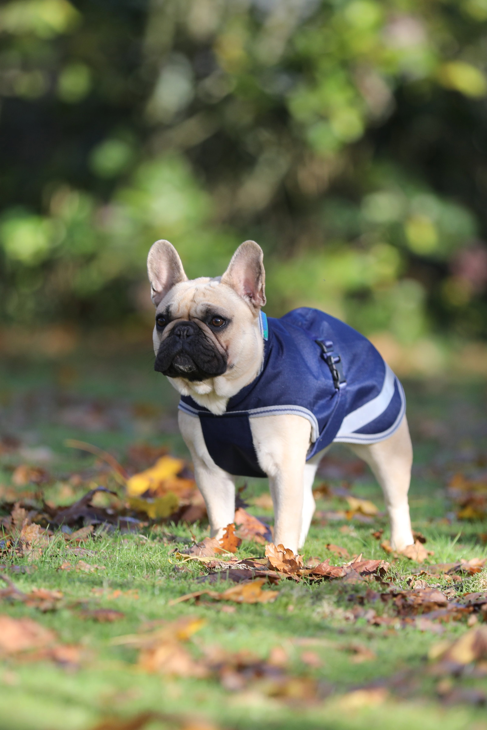 Bucas Freedom koiranloimi, 50g (30-45 cm)