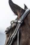 LeMieux Kudos Classic Dressage Bridle