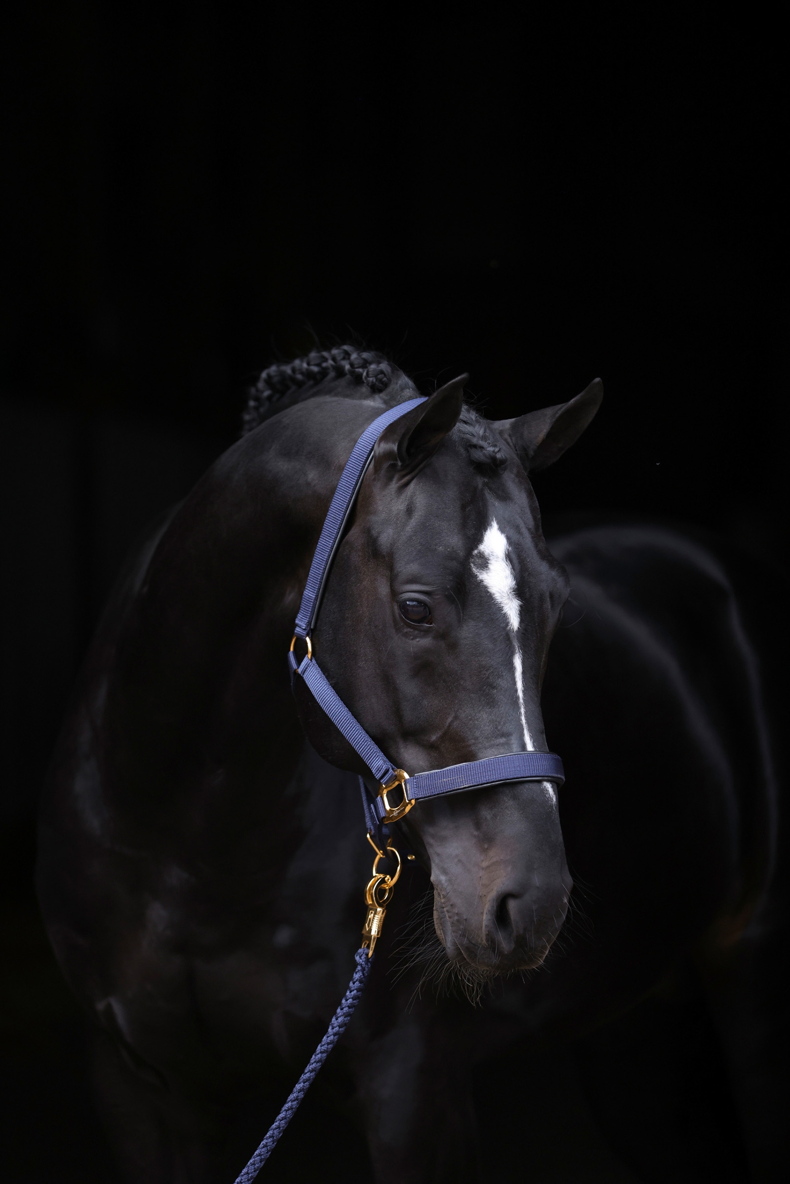 DB/AB Covalliero TopLine riimu